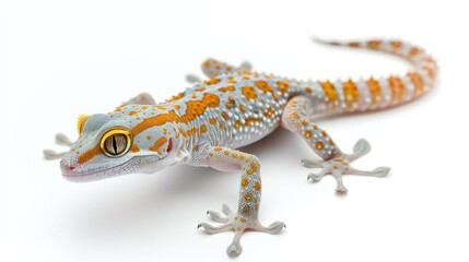 Naklejka premium Gecko full body clearly photo on white background , 