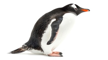 Fototapeta premium Gentoo Penguin full body clearly photo on white background , 