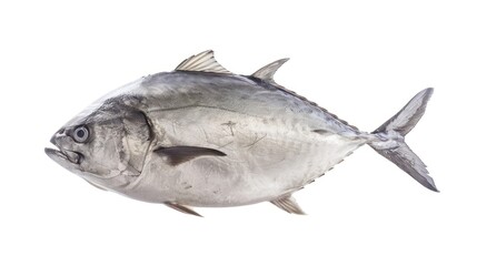 Obraz premium Giant Trevally full body clearly photo on white background , 