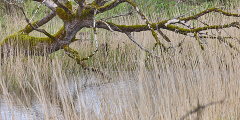 Moss covered fallen tree resting in reeds and water