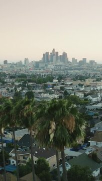 Vertical Screen: A scenic aerial view showcases downtown Los Angeles with tall palm trees, iconic skyline, and cityscape under serene evening sky, capturing the essence of urban life in the metropolis