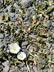leaves on the ground