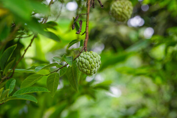 Sugar-apple close up shot