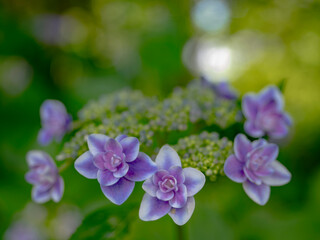 きれいなアジサイの花