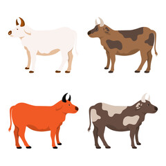 Cow vector illustration design set. Collection of Cow Illustration.