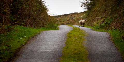 Irish sheep escaped from enclosure on a road