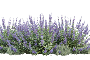 A lush lavender bush in full bloom showcases vibrant purple flowers and green foliage, perfect for gardens and landscaping inspiration.