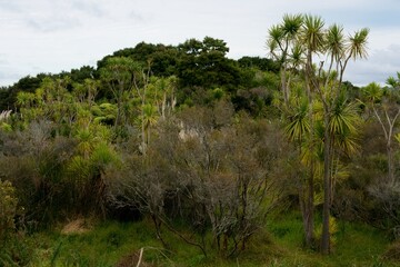 Autumn Wilderness: Native New Zealand Flora in its Natural Splendor