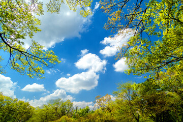 Fototapeta premium 初夏