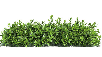 Obraz premium Lush green hedge in full bloom isolated on white background, perfect for landscaping and garden design concepts.