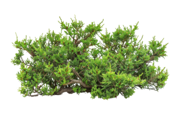 Lush green shrub isolated on white background, perfect for gardening designs or natural landscape projects.