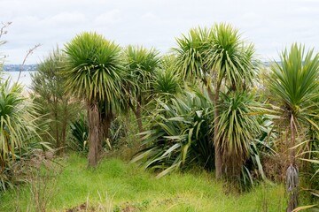 Autumn Wilderness: Native New Zealand Flora in its Natural Splendor © Louis