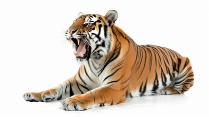 Obraz premium Bengal Tiger on white background ,