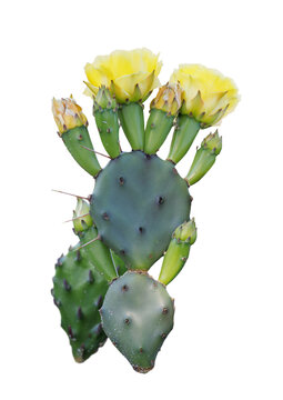Prickly pear cactus (Opuntia) with flowers, isolated on a blank background. Photo asset. Transparent PNG.