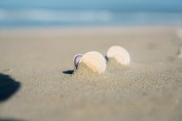 seashell on the beach