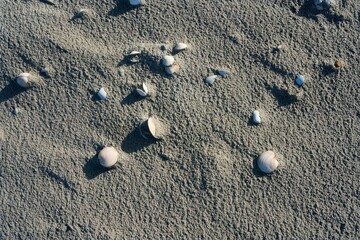 seashell on the beach