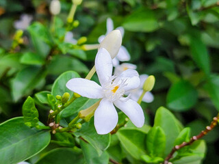Obraz premium Wrightia antidysenterica, the coral swirl or tellicherry bark, is a flowering plant in the genus Wrightia. Close up beautiful white flower