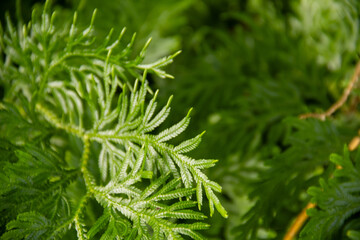 Fresh green Selaginella plant.  Selaginella is the sole genus in the family Selaginellaceae, the spikemosses or lesser clubmosses, a kind of vascular plant. Green blurred background