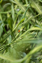 ladybug on green leaf