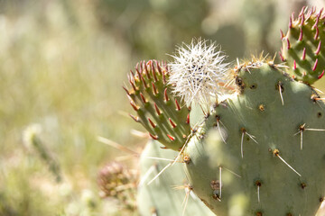 dandelion on cactus