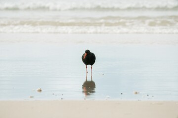 oystercatcher on the beach