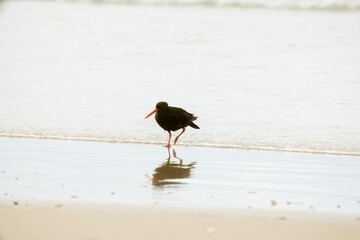 oystercatcher on the beach