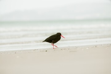 oystercatcher on the beach