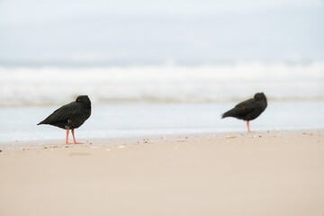 oystercatcher on the beach