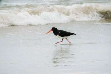 oystercatcher on the beach