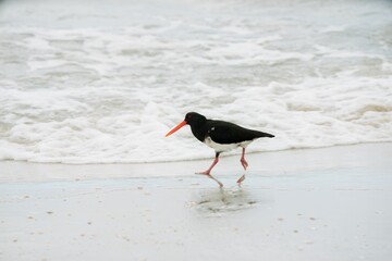 oystercatcher on the beach