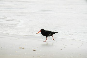 oystercatcher on the beach