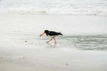 oystercatcher on the beach