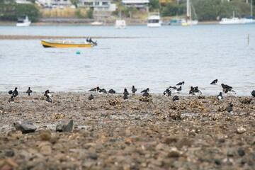 many oystercatcher on the rocky mudflats