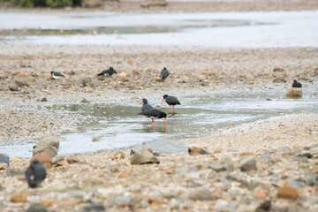 many oystercatcher on the rocky mudflats