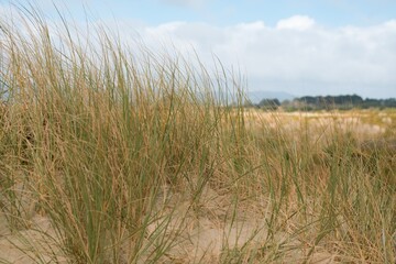 Fototapeta premium grass on the sand dune