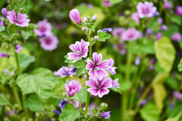 Fototapeta premium ウスベニアオイ