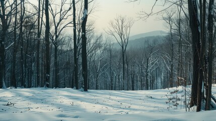 Obraz premium A wintry scene The sight of the shadowy woods and snow covered hills