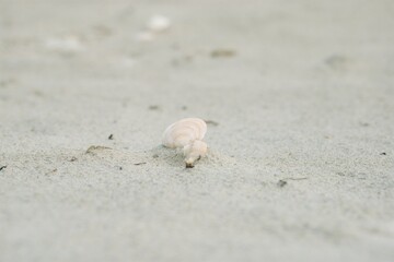 seashells on the beach