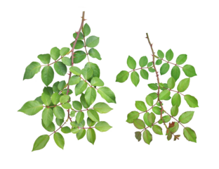 バラの葉6月撮影