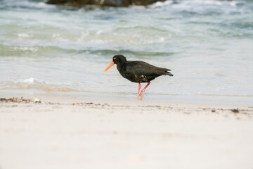 oystercatcher on the beach
