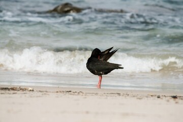 oystercatcher clean it self on the beach