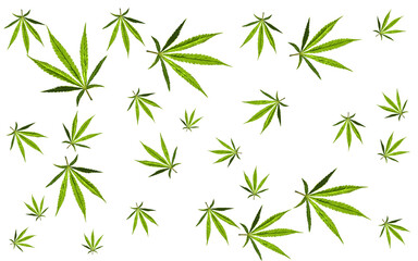 illustration of a collection of several marijuana leaves without a background