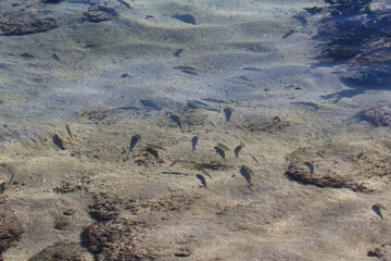 Small Fish And Their Shadows On Sand Shallow Ocean Water Tahiti
