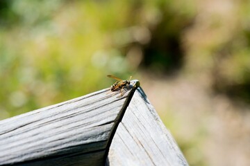 Polistes humilis, paper wasp on a board,