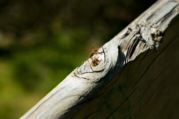 Polistes humilis, paper wasp on a board,