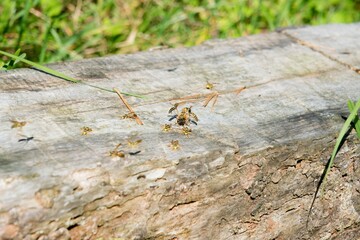 Wasps Fighting