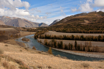 Yellow larches and evergreen pines on the banks of a winding river flowing through an autumn...