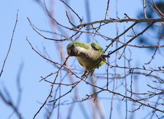 Argentine parrot in the tree © naudylucenaq
