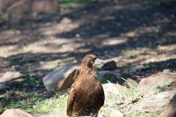 Tiuque bird standing