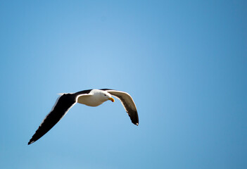 Seagull bird in the sky